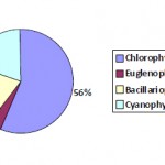 Composition of Algal flora during study period