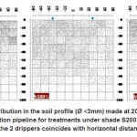 Fig. 5: Roots spatial distribution in the soil profile (Ã˜ <3mm) made at 20 cm from tree trunk and just underneath the irrigation pipeline for treatments under shade S200%, S100% and S50%; the placement of the 2 drippers coincides with horizontal distances (Â±30cm).