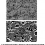 Fig. 2: SEM photograph of the pure Pectin(a), and H-Pec-poly(sodium acrylate) hydrogel. Surfaces of hydrogel was taken at a magnification of 2000, and the scale bar is 10 Ã¬m.