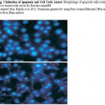 Fig. 3: Induction of Apoptosis and Cell Cycle Arrest