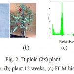 Diploid (2x) plant 