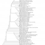 Fig 1: Phylogenetic tree derived from analysis of the 16S rDNA ...........