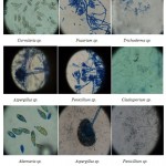 Fig 1. Displaying some fungal isolates from fruits