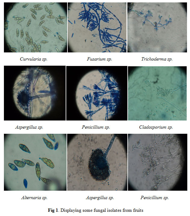 identification of fungi ppt