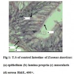 Fig 1: T.S of control Intestine of Esomus danricus: (a) epithelium (b) lamina propria (c) muscularis (d) serosa H&E, 400Ã—.