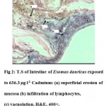 Fig 2: T.S of Intestine of Esomus danricus exposed to 636.3 Âµg l-1 Cadmium: (a) superficial erosion of mucosa (b) infiltration of lymphocytes, (c) vacuolation. H&E, 400Ã—.