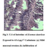 Fig 3: T.S of Intestine of Esomus danricus Exposed to 63.6 Âµg l-1 Cadmium: (a) Mild mucosal erosion (b) infiltration of lymphocytes. H&E, 400Ã—.