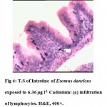 Fig 4: T.S of Intestine of Esomus danricus exposed to 6.36 Âµg l-1 Cadmium: (a) infiltration of lymphocytes. H&E, 400Ã—.