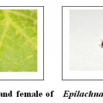 Fig.(2) Male and female of Epilachna chrysomelina
