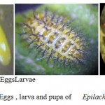 Fig. (3)  Eggs , larva and pupa of Epilachna chrysomelina