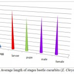 Fig. (4)    Average length of stages beetle cucurbits (E. Chrysomelina )