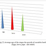Fig (7) Average age of the stages the growth of cucurbits beetle: (Eggs, larva, pupa   and Adult)