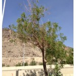Fig. 1.A diseased neem plant at Arafat , Mekkah