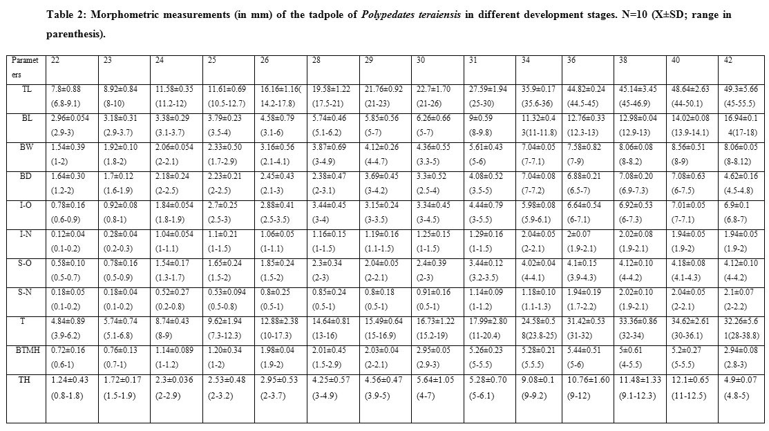 What are the developmental stages of a frog?