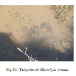 Fig 1b- Tadpoles of Microhyla ornata  