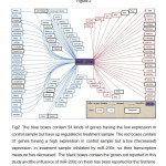 Fig2: The blue boxes contain 54 kinds of genes having the low expression in control sample but have up regulated in treatment sample. The red boxes contain 31 genes having a high expression in control sample but a low (Decreased) expression in treatment sample inhibited by miR-200c, so their transcription measure has decreased. The black boxes contain the genes not reported in this study and the influence of miR-200c on them has been reported for the first time.