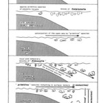 Figure 1. Phases of colonization of the open sea by Mesozoic planktic foraminifers (Caron & homewood, 1983)