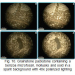 Fig. 10. Grainstone packstone containing a berizoa microfossil, mollusks and ooid in a sparit background with 40x polarized lighting