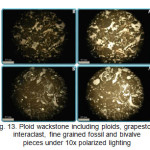 Fig. 13. Ploid wackstone including ploids, grapestone, interaclast, fine grained fossil and bivalve pieces under 10x polarized lighting