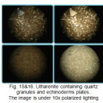 Fig. 15&16. Litharenite containing quartz granules and echinoderms plates. The image is under 10x polarized lighting