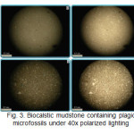 Figure 3. Biocalstic mudstone containing plagic microfossils under 40x polarized lighting