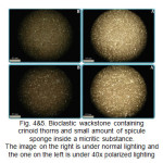 Fig. 4&5. Bioclastic wackstone containing crinoid thorns and small amount of spicule sponge inside a micritic substance. The image on the right is under normal lighting and the one on the left is under 40x polarized lighting