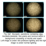 Fig. 6&7. Bioclastic packstone containing alga, bioclastic(skeletal) fine grains and berizoa within a background consisting of micritic and sparit. Left image is under 40x polarized lighting and the right image is under normal lighting