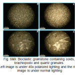 Fig. 8&9. Bioclastic grainstone containing ooids, brachiopodo and quartz granules. Left image is under 40x polarized lighting and the right image is under normal lighting