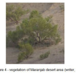 Figure 4 - vegetation of Maranjab desert area (writer, 2014)