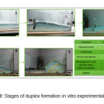 Figure 10: Stages of duplex formation in vitro experimental tectonics