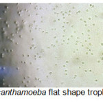 Figure 2- Acanthamoeba flat shape trophozoites (x100)