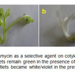 Figure 1. Effect of kanamycin as a selective agent on cotyledonary explants a) The transformed plantlets remain green in the presence of kanamycin; b) The untransformed plantlets became white/violet in the presence of kanamycin.