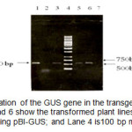 Figure 2. PCR amplification of the GUS gene in the transgenic plants with specific primers. Lanes 3, 5, and 6 show the transformed plant lines; Lane 1 is the positive control using pBI-GUS; and Lane 4 is100 bp mix ladder.