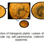 Figure 3. Leaf cross-section of transgenic plants. Leaves show GUS expression in vascular bundle, vascular ray, pith parenchyma, collenchyma, trichomes, and epidermis.