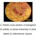 Figure 4. Petiole cross-section of transgenic plants. The GUS activity is shown extremely in phloem and lighter in collenchyma tissues.