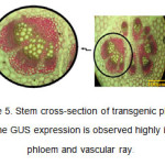 Figure 5. Stem cross-section of transgenic plants. The GUS expression is observed highly in phloem and vascular ray.