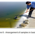 Figure 6 - Arrangement of samples in basins.