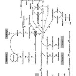 Figure 1- Biosynthesis of PHA pathways (Chen, 2010).