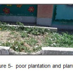 Figure 5-  poor plantation and plants type