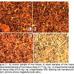 Figure 2 - a) control sample of liver tissue; b) sham samples of liver tissue; c) experimental sample of liver tissue dose of 17 mg / kg ; d) experimental sample of liver tissue dose of 5.5 mg / kg; (magnification 400; staining with hematoxylin and eosin) (arrows shows megakaryocyte cells.)