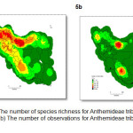 Figure 5. a) The number of species richness for Anthemideae tribe in Iran based on grid cells. b) The number of observations for Anthemideae tribe in Iran based on grid cells.