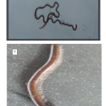 Figure 2: Test organisms:	(A) Eudrilus eugeniae,		(B) Pachybolus ligulatus