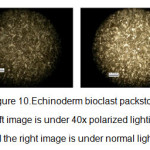 Figure 10.Echinoderm bioclast packstone, left image is under 40x polarized lighting and the right image is under normal lighting