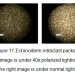 Figure 11.Echinoderm intraclast packstone, left image is under 40x polarized lighting and the right image is under normal lighting