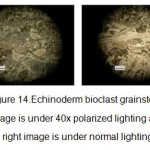 Figure 14.Echinoderm bioclast grainstone, left image is under 40x polarized lighting and the right image is under normal lighting