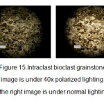 Figure 15.Intraclast bioclast grainstone, left image is under 40x polarized lighting and the right image is under normal lighting
