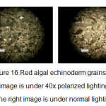 Figure 16.Red algal echinoderm grainstone, left image is under 40x polarized lighting and the right image is under normal lighting
