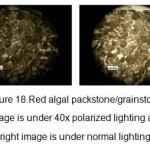Figure 18.Red algal packstone/grainstone, left image is under 40x polarized lighting and the right image is under normal lighting