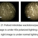 Figure 21.Pelloid miliolidae wackstone/packstone, left image is under 40x polarized lighting and the right image is under normal lighting