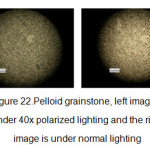 Figure 22.Pelloid grainstone, left image is under 40x polarized lighting and the right image is under normal lighting